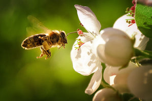 Protecting Our Pollinators: You Make a Difference - My Yoga Essentials